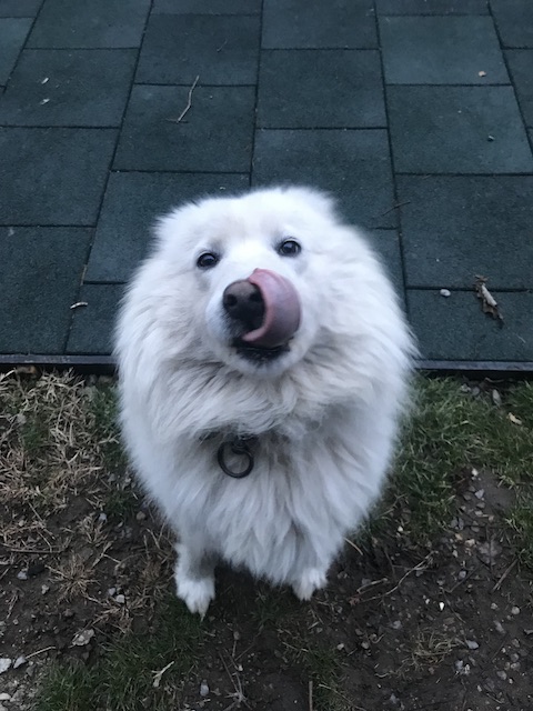 My dog - Samoyed