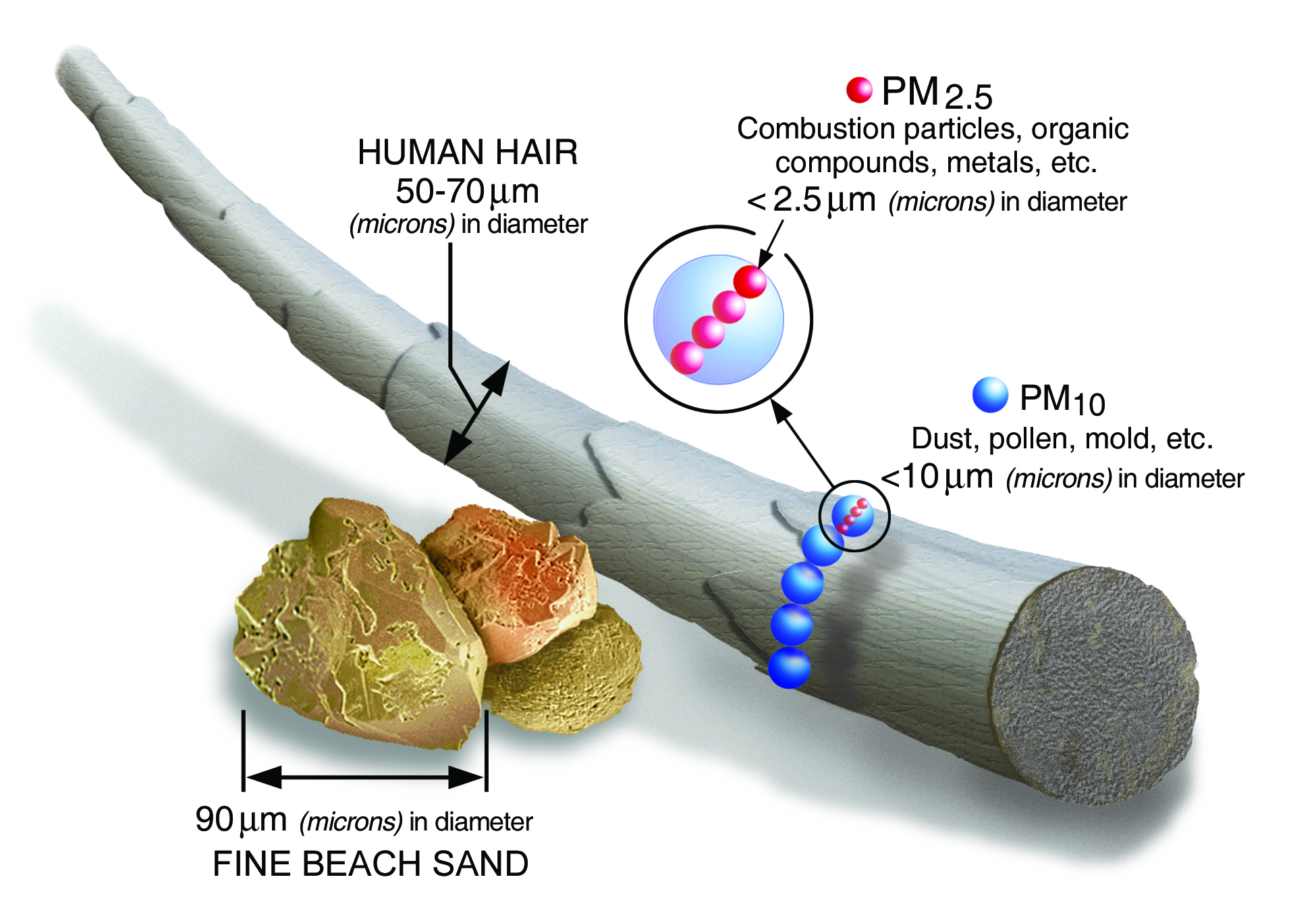 PM2.5 particles compared to fine beach sand, human hair and PM10 